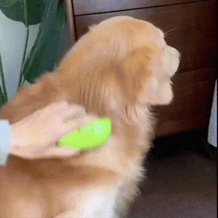 PawMist™ Steamy Pet Grooming Brush